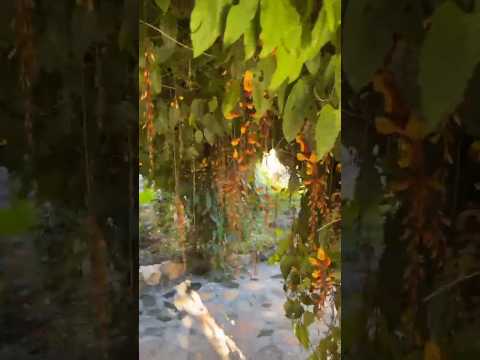 Sítio Beleza de minas Andradas🚶‍♀️ MG#passear#florabrasileira #vidaboa #viral