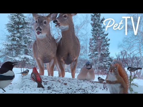 Snowy Meadow With Wildlife 🦌 8 Hours of Relaxing Nature - Cat TV • Dog TV