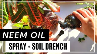 How to Prevent Houseplant Pest Using Neem Oil Spray and Soil Drench | How to make neem oil solution!