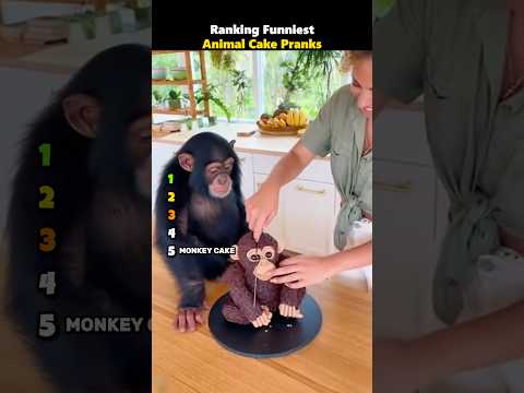Ranking Funniest Animal Cake Pranks