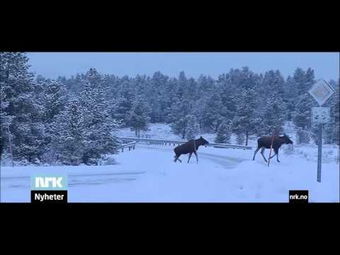 Älgarna demonstrerar!