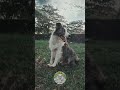 Si Anjing Pintar Border Collie - World Smartest Dog - Pedro X Philips Genji Glory