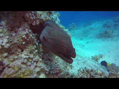 UNDERSEA WORLD / ПОДВОДНЫЙ МИР / Жизнь есть жизнь / Life is life