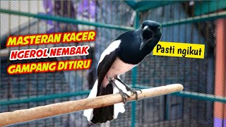 Download lagu MASTERAN KACER NGEROL NEMBAK GAMPANG DI TIRU !! KACER GACOR FULL ISIAN NGEROL NEMBAK. mp3