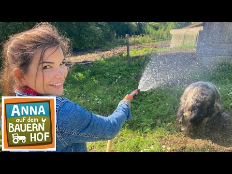 Die bunte Ferkelbande | Anna auf dem Bauernhof | #3