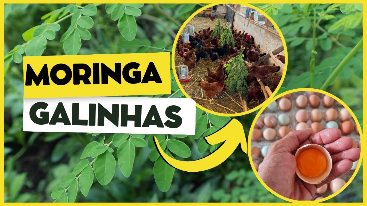 MORINGA para GALINHAS: como usar a moringa oleífera na alimentação das aves