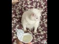 When a cat doesn't like sour cream or yogurt (many comments said this). 🙀👃 .