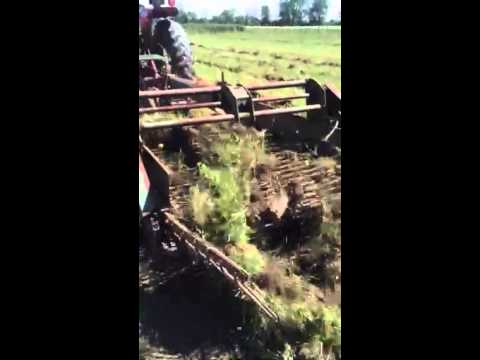 Harvesting potatoes mechanically