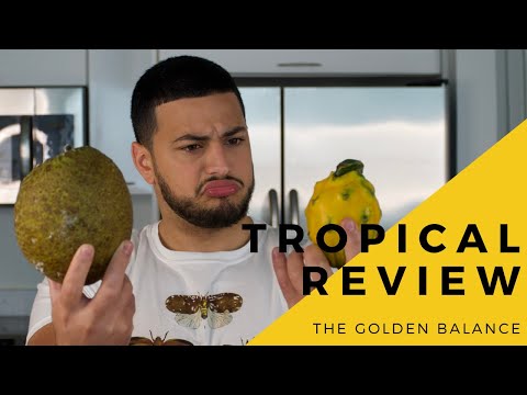 Miami Tropical Fruit Tasting: Dragon Fruit, Canistel, and Mystery Fruits Compared to Michigan