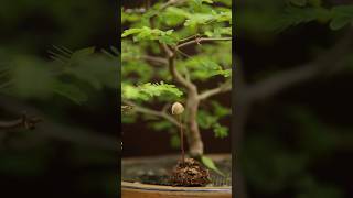 Mould on bonsai substrate?