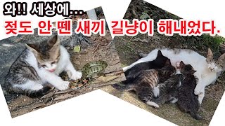 와! 세상에.. 젖도 안 뗀 새끼 길고양이  뱀을 잡아 먹고 있어. (길고양이. 뱀 퇴치 능력, 뱀퇴치 방법…