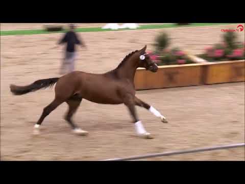 Benjamin Franklin v. Bon Vivaldi NRW/Royal Blend - Verdener Körung2023