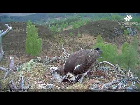 Louis the Loch Arkaig Osprey gets stepped on and threatened with sticks 12 May 2020