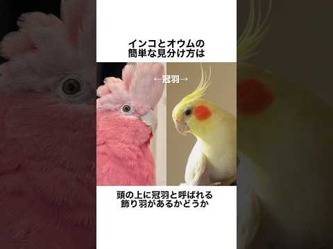オウム科について詳しく解説