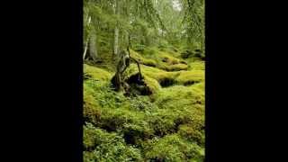 Ordo Equitum Solis - Animi aegritudo