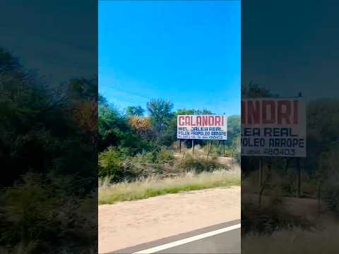 Cruz del Eje con aromos en flor, Pcia de Córdoba.Argentina.#cruzdeleje