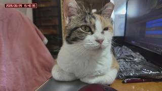 三毛猫フミちゃん　 LIVE配信　2026年6月29日