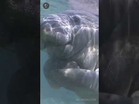 O Manatim ou Peixe boi é o sinônimo da paz? #wildanimals #amazon #animais #curiosidadesdanatureza