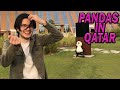 How To Find Pandas In Qatar