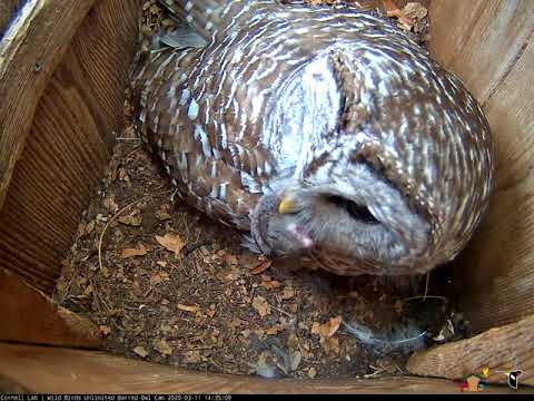 Shrew Delivery! Male Barred Owl Serves Up Lunch To Mate – March 11, 2020