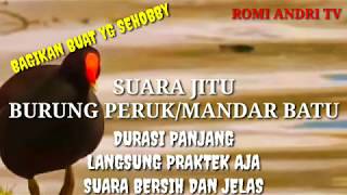 Download lagu SUARA BURUNG PERUK MANDAR BATU PANJANG SIAP TEMPUR... mp3