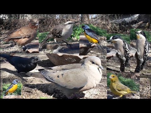 #76 Carpintero del cardon  Cacholote Jilguero dorado Naranjero Calandria Torcaza Benteveo