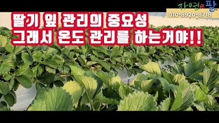 딸기 잎관리 중요성!! 액아 관리!! 매년 2중 비닐 설치 이유!…
