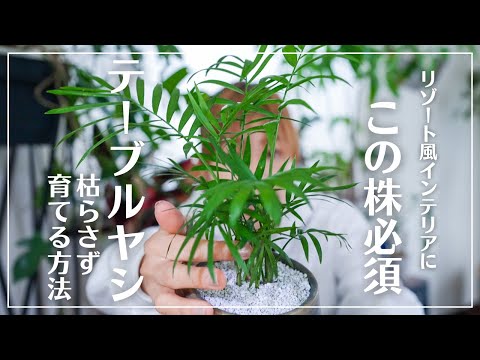 園芸 ドワーフヤシ、マウンテンヤシ、チャメドレア