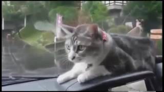 Котики ну просто коты!!!