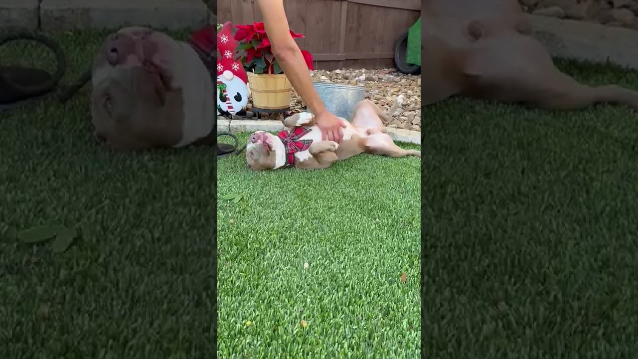 Enlarge Romeo, a ADOPTABLE Pit Bull Terrier in Southport, CT video 3/5