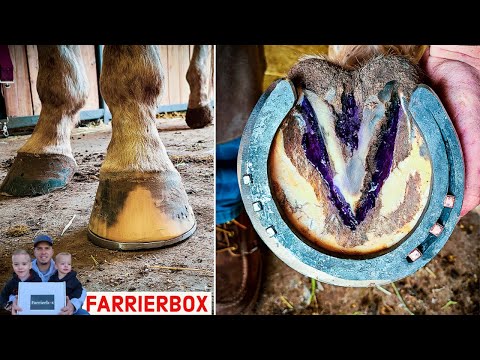 Horseshoeing with Sidebone Shoe // Handmade Horseshoes