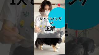 【初心者向け】1人でドライング #チワワ＃トリミング＃犬のいる生活＃小型犬