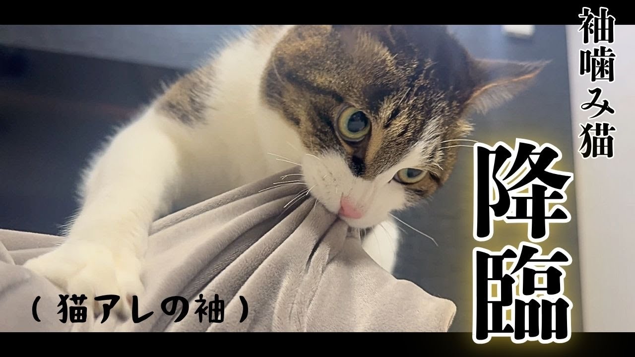 お出迎えしてくれるケモノたち