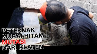 Download lagu TAKE A PEEK AT THE BLACK MURAI BATU BLACK BREEDING CAGE OF THE BLACKSHAMA BREED, A CARE OF SULTAN... mp3 Download lagu TAKE A PEEK AT THE BLACK MURAI BATU BLACK BREEDING CAGE OF THE BLACKSHAMA BREED, A CARE OF SULTAN... mp3