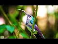 Nature Whatsapp Status Animals Whatsapp Status 30 Second Whatsapp Status Bird Whatsapp Status