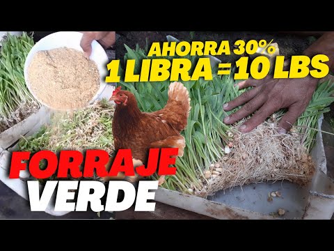 , title : 'Cómo hacer FORRAJE VERDE HIDROPONICO para alimentar GALLINAS PONEDORAS [AHORRA 30% de CONCENTRADO]'