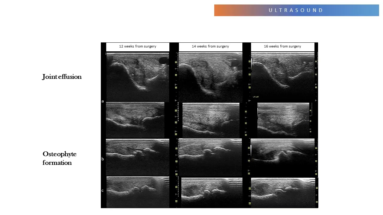 Mesenchymal Stromal Cells for the Treatment of Surgically Induced Equine Fetlock Osteoarthritis