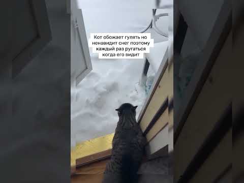 Ненавидит снег #cat #милота #кот #зима #котик #shortvideo #shorts #short #video #мило #снег #прикол