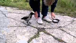 bird try to take out the shoes