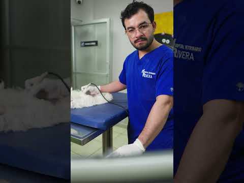Ultrasonido en Hospital Veterinario Rivera Barandillas