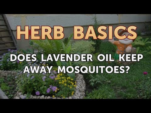 Hawthorn Berry Dangers