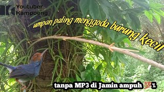 Download lagu Red-headed prenjak bird lure is hard to get off || memorize mp3 this is how,, mp3