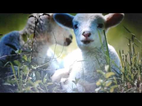 HINO CCB (EU SOU UM CORDERINHO,HINARIO 5 441)