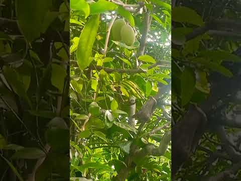 #trending #shorts  #reels #shortsfeed#youtubeshorts #mango #fruit#gardening  #mangovarieties 🥭✨🍃🌳