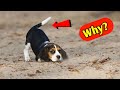 🐶 कुत्ते अपनी पूंछ क्यों हिलाते हैं? Why Dogs Move Their Tail