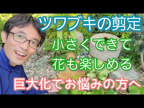 香りの良いストーンワート、ツワブキ 植物