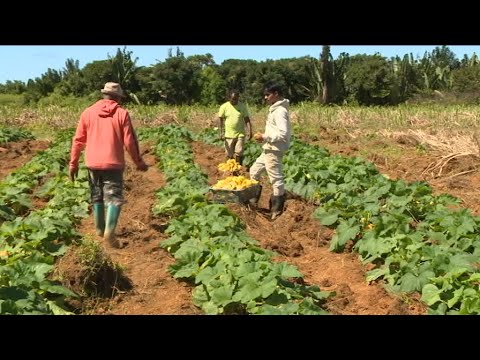 Mati Ke Mol   Pattypan Squash ( Pâtisson ) at Dubreuil dated 18 September 2020