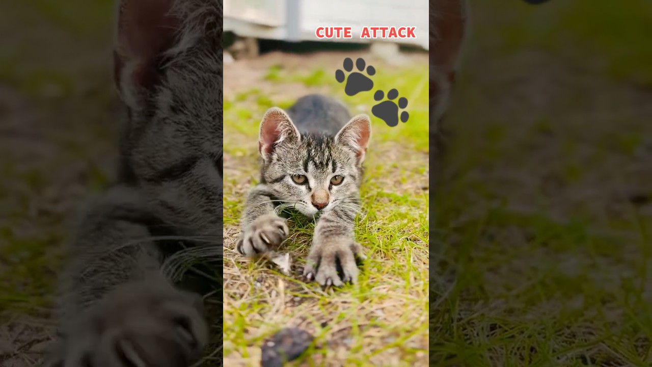 Tiny Tiger Mode 🐯