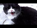 Hisses And Whiskers My Run In With An Angry Tuxedo Cat