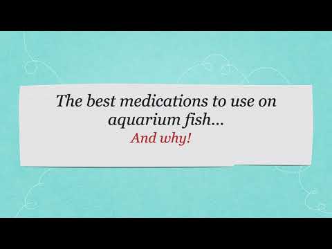 Best Medications To Use With Aquarium Fish